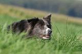 BORDER COLLIE 1421